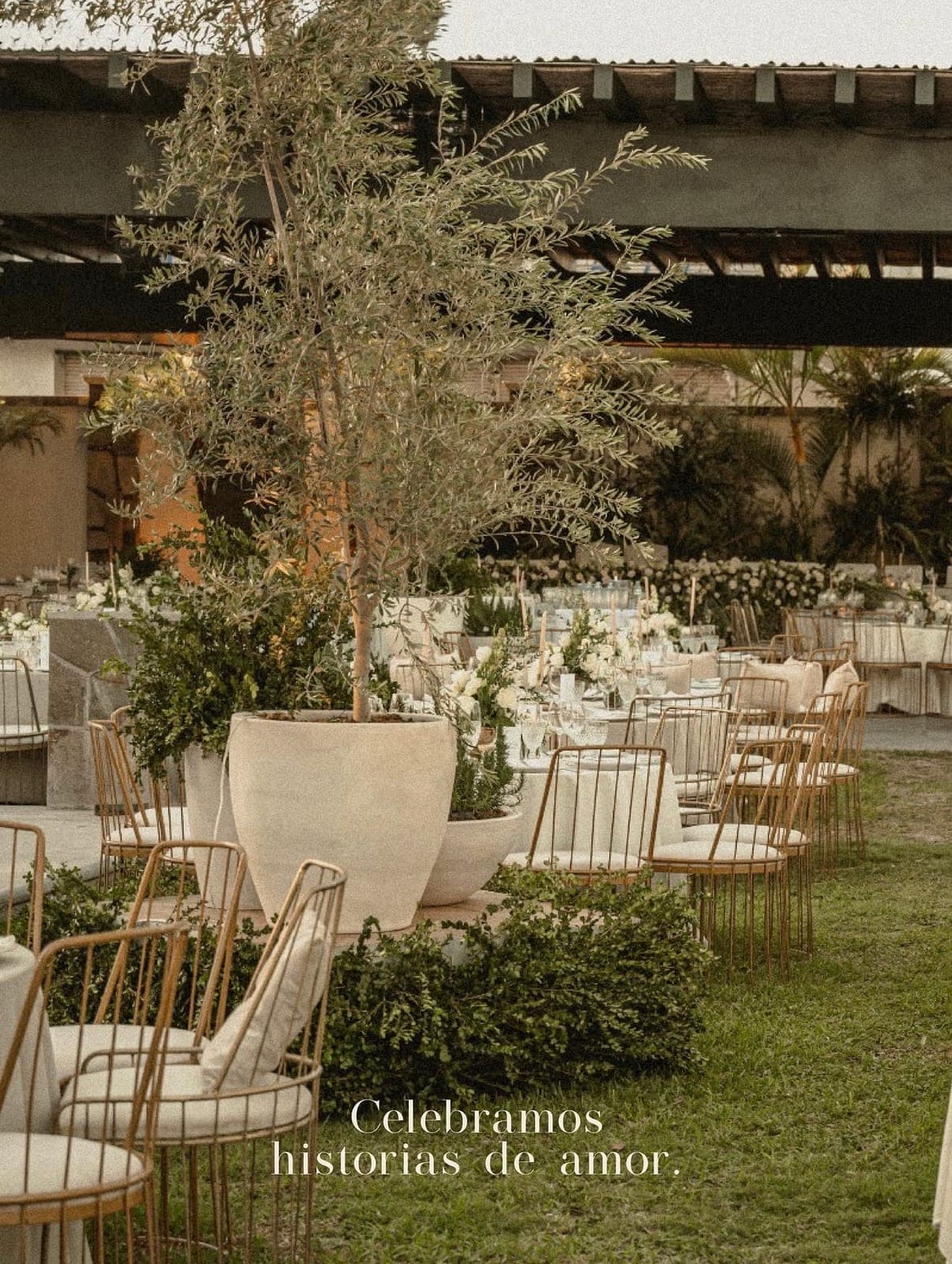 Recepción al atardecer en el jardín: olivos, sillas doradas y flores blancas