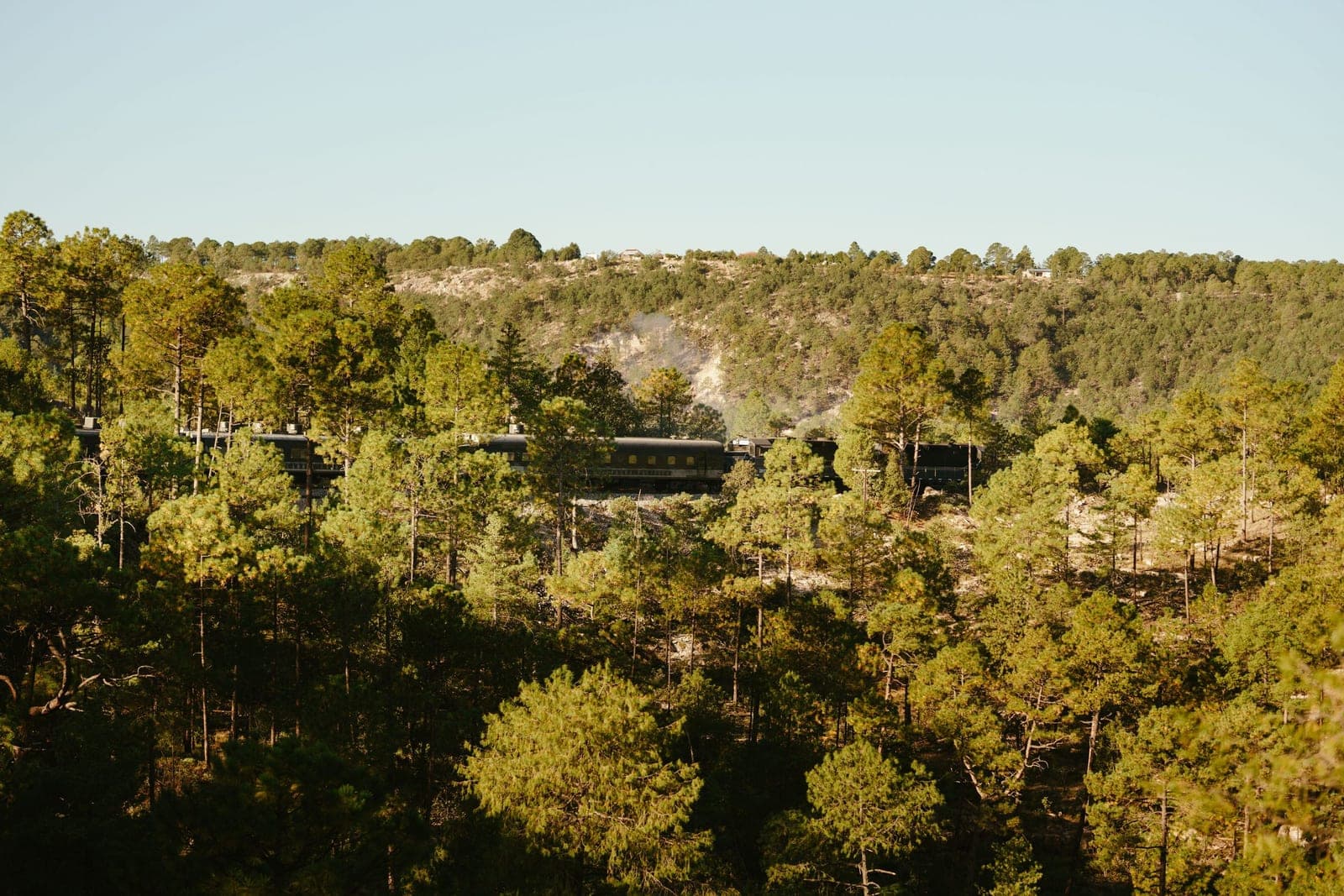 El tren cruza el bosque de pinos rumbo a las Barrancas del Cobre